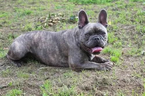 Französische Bulldogge liegt auf Gras