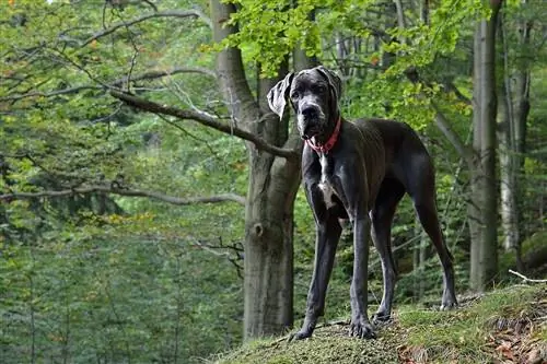 kelabu great dane