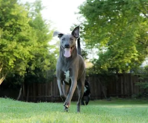 Blue Lacy suns