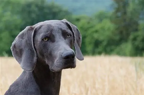 25 raças de cachorro cinza (com fotos)