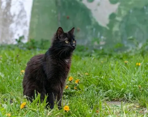 Kucing coklat York di atas rumput