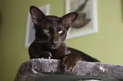 Cov miv hauv tsev - oriental shorthair