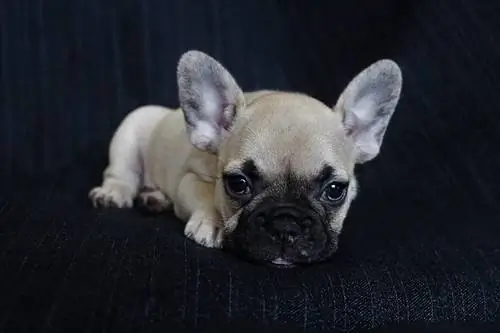 Cachorro de bulldog francés leonado