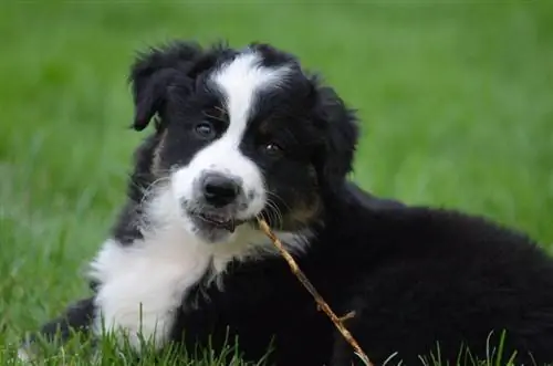 nyeusi na nyeupe aussie mchungaji puppy