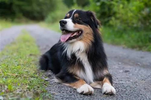 Australiese herder driekleur