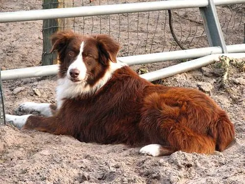 Rooi tweekleur Australiese Herder