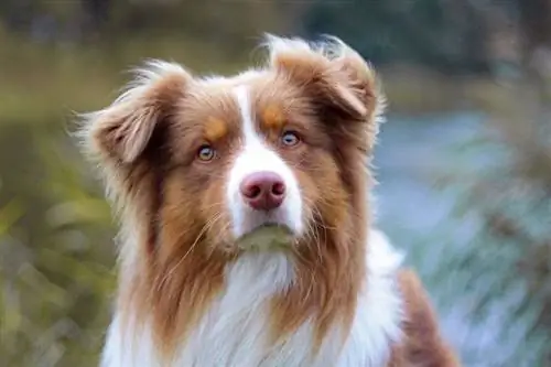 close-up Australiese herder