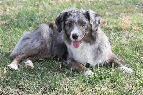 Blue Merle Miniature American Shepherd in Grass