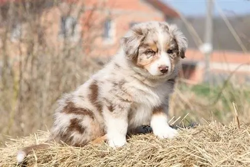 Punainen Merle Tricolor Aussie Shepherd pentu