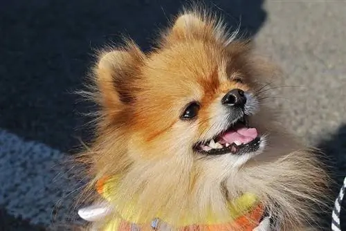 hymyilevä pomeranian