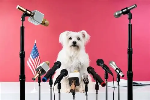 Konzept eines Hundepolitikers in einer Pressekonferenz