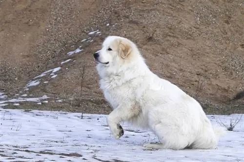 Anjing Gunung Pyrenean berdiri di atas salju