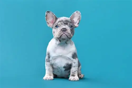 Merle French Bulldog: Fatos, Origem & História (com fotos)