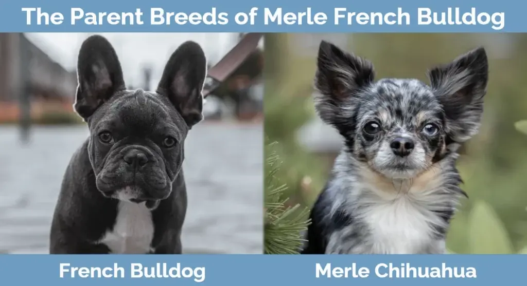 Merle French Bulldog-ის მშობელი ჯიში