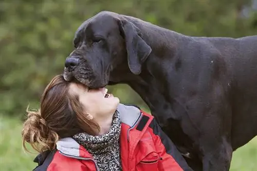 chien dogue allemand noir câlins avec le propriétaire