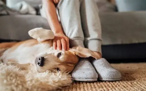 pas beagle leži na nogama vlasnika