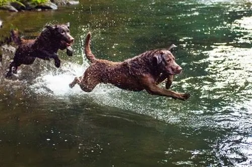 Chesapeake Bay Retriever in esecuzione nel fiume