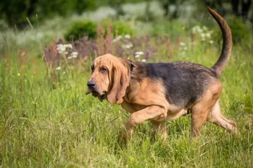 bloodhound