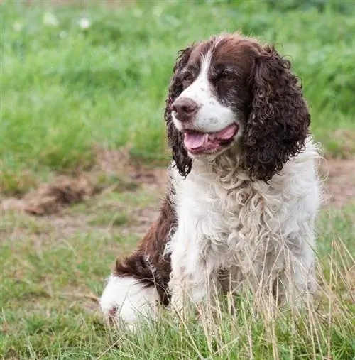 Springer Spaniel