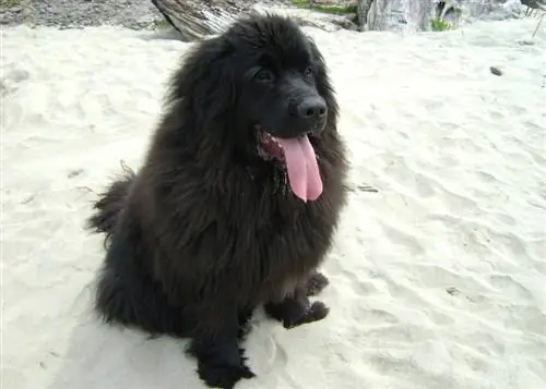 newfoundland på stranden