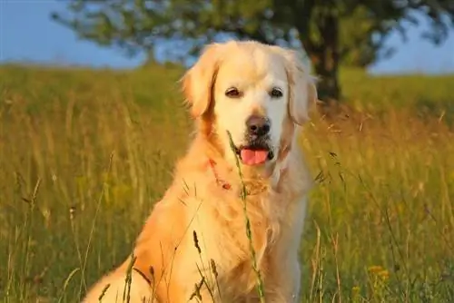 Zlatý retriever