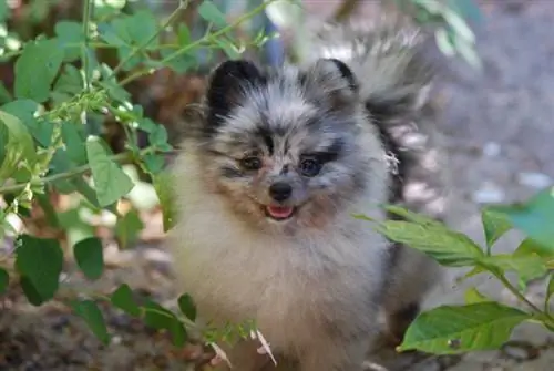 Merle Pomeranian: Tények, eredet & Történelem (képekkel)