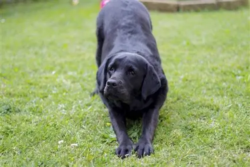 Crni labrador se proteže u vrtu