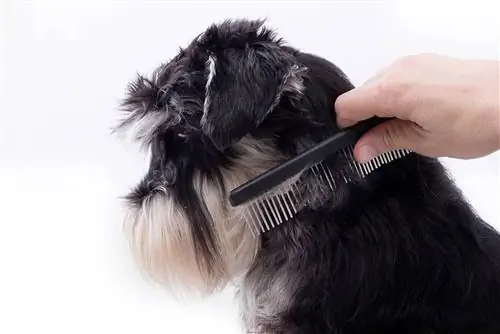 người chải schnauzer thu nhỏ