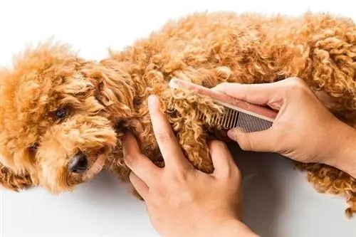 6 na Home remedy para sa Matted Dog Hair (Mabilis & Easy)