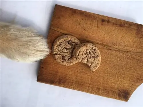 Kue keping cokelat di atas meja kayu dengan paw_kaca.rasic_shutterstock anjing