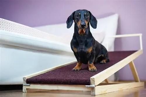 cachorro dachshund preto e castanho sentado em uma rampa