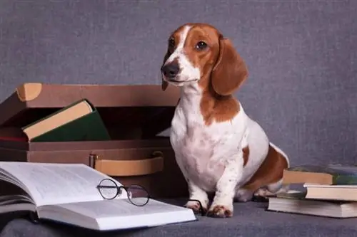 Dachshund malhado em cima da mesa com livros