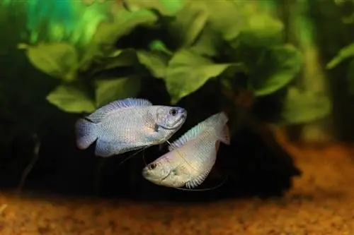 Blue-Dwarf-Gouramis_Obble_shutterstock