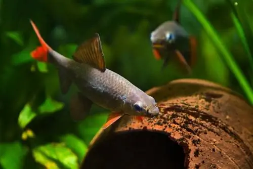 8 լավագույն Rainbow Shark Tank Mates (Համատեղելիության ուղեցույց 2023)