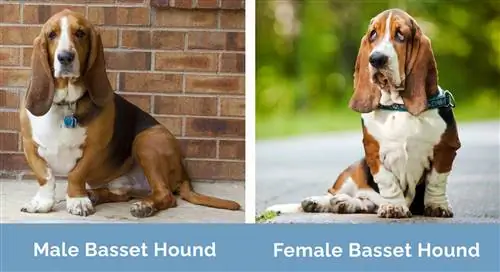 Macho vs hembra Basset Hound uno al lado del otro