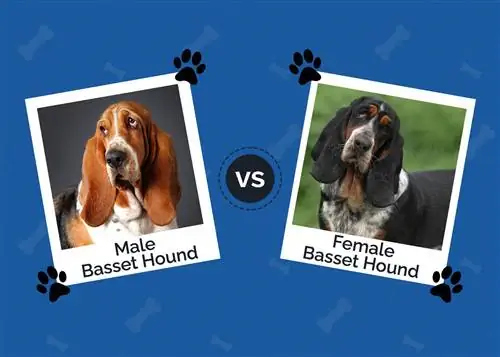 Basset Hound macho vs hembra: Explicación de las principales diferencias