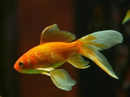 peixe dourado comum