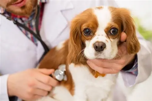 Syringomyelia Cavalier King Charlesi spanjelil: Out Vet Explains