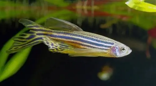 Danio rerio