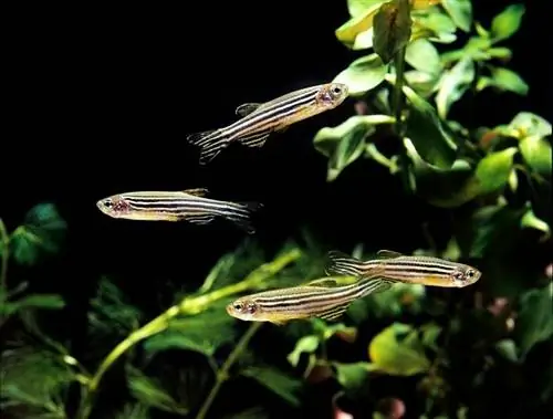 Zebra Danio (Zebrafish): მოვლის გზამკვლევი, ტიპები & სიცოცხლის ხანგრძლივობა (სურათებით)