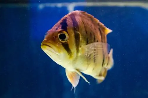 Tigerfisk