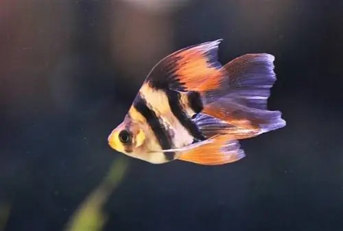 Tiger Barb: Bakım Rehberi, Çeşitleri, Boy & Ömrü (Resimlerle)