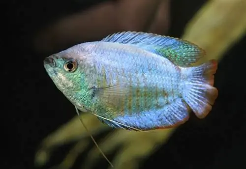 Dwarf Gourami: Gabay sa Pag-aalaga, Mga Uri, Tank Mates & Haba ng Buhay (May Mga Larawan)