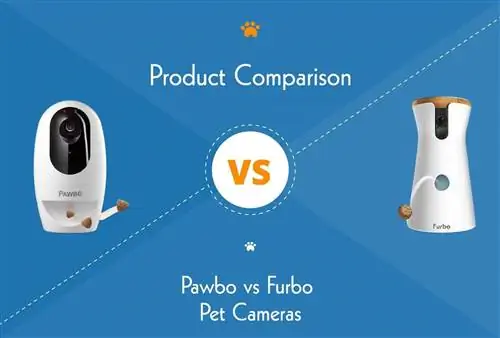 Cámaras Pawbo vs Furbo para mascotas: ¿Cuál es la mejor? Comparación 2023