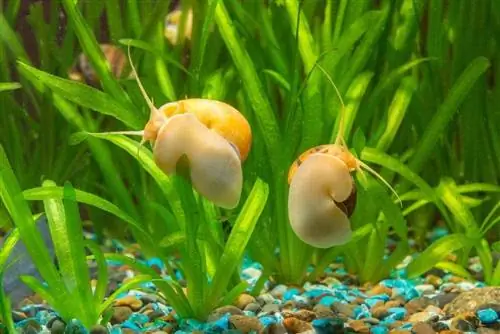 Deux escargots Ampularia aquarium en verre rayé jaune et marron