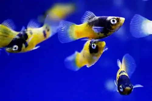 Bumble Bee Platy - Tropical Fish - Gul - School of fish