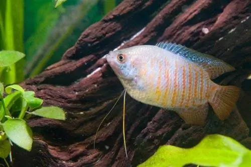 Gourami enano, variedad de arco iris, en acuario, contra madera flotante marrón, con plantas verdes