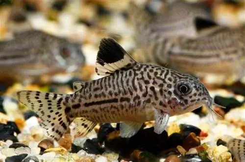 Peb kab Cory (Corydoras trilineatus)