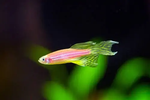 Zebra dansı GloFish - Danio rerio