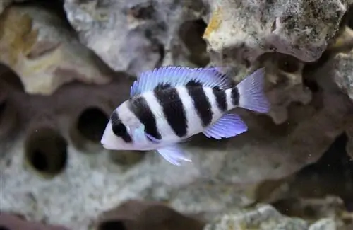 cichlid dengan batu di latar belakang